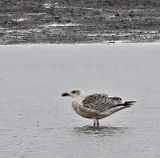 Great Black-backed Gull