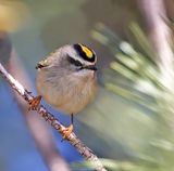Golden-crowned Kinglet