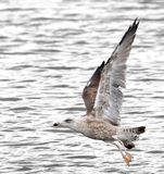 Lesser Black-backed Gull