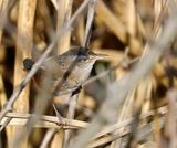 Marsh Wren