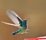 Mexican Violetear