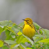 Prairie Warbler
