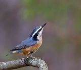 Red-breasted Nuthatch