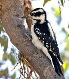 Hairy Woodpecker