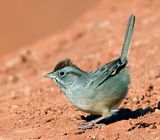 Rufous-crowned Sparrow