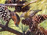 Red Crossbills