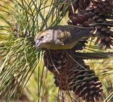 Red Crossbill