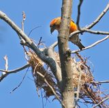 Red Crossbill