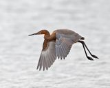 Reddish Egret