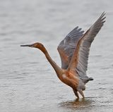 Reddish Egret