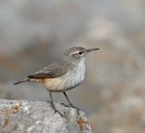 Rock Wren