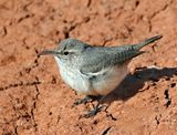 Rock Wren