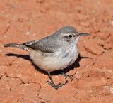 Rock Wren