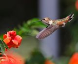 Rufous Hummingbird