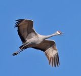 Sandhill Crane