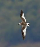 Sabines Gull