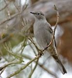 Townsends Solitaire