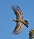 Townsends Solitaire