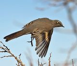 Townsends Solitaire