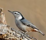 White-breasted Nuthatch
