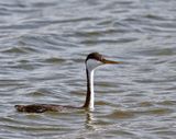 Western Grebe