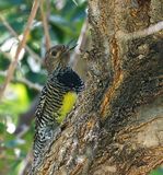 Williamsons Sapsucker