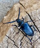 Giant Longhorn Beetle