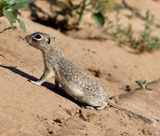 Spotted Ground Squirrel
