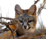Gray Fox