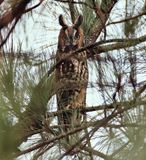 Long-eared Owl