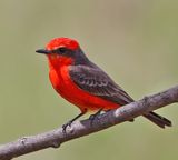 Vermilion Flycatcher