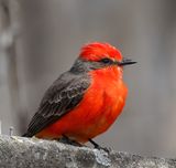 Vermilion Flycatcher