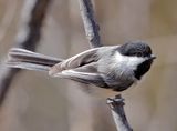 Black-capped Chickadee