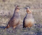 Scaled Quail 
