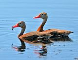 Black-bellied Whistling-Duck 