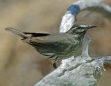 Northern Waterthrush 