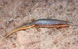 Great Plains Skink