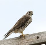 Prairie Falcon 