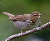 Swainsons Thrush