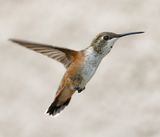 Rufous Hummingbird 