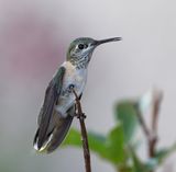 Calliope Hummingbird