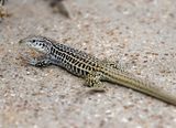 Checkered Whiptail