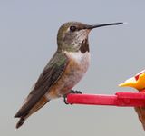 Rufous Hummingbird