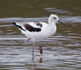 American Avocet