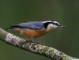 Red-breasted Nuthatch