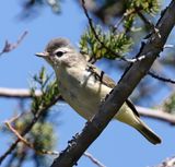 Western Warbling-Vireo