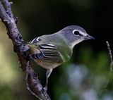 Plumbeous Vireo