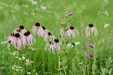 Pale Purple Coneflowers