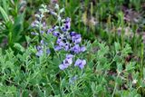 Dwarf Blue Indigo