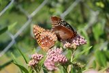 Female Great Spangled Fritillary with Female Diana Fritillary